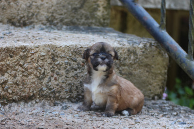 CHIOT 7