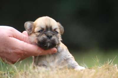 Chiot N°4