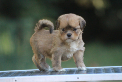 CHIOT 3
