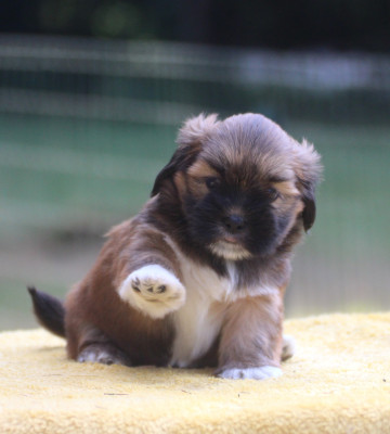 Chiot N°3