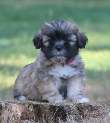 CHIOT 6