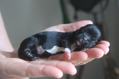 CHIOT