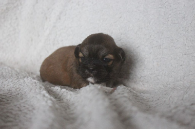 CHIOT