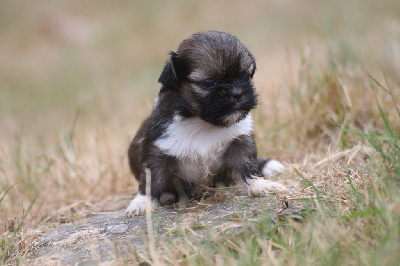 CHIOT