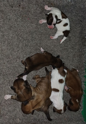 CHIOT