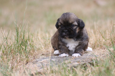 CHIOT